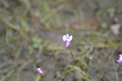 Utricularia resupinata