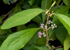 Callicarpa longifolia