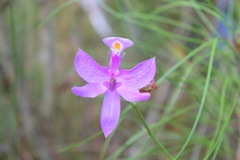 Calopogon tuberosus tuberosus