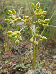 Lomatium hendersonii