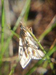 Antigastra catalaunalis