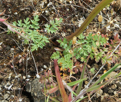 Lomatium hendersonii