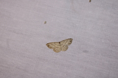 Cyclophora pendulinaria
