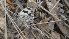 Melanargia lachesis