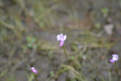 Utricularia resupinata