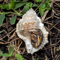 Bufonaria rana