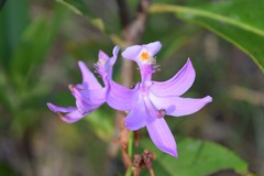 Calopogon tuberosus tuberosus