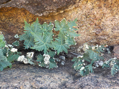 Notholaena standleyi