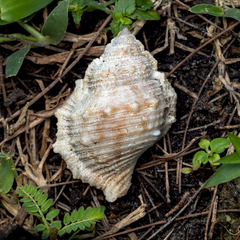 Bufonaria rana