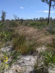 Andropogon brachystachyus