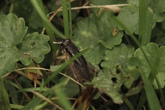 Velarifictorus micado