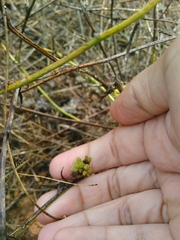 Aceria chondrillae
