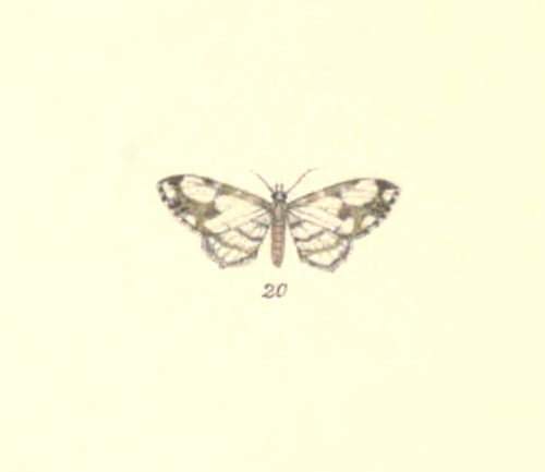 Eupithecia cunina