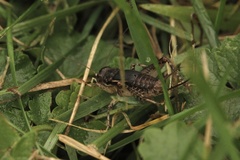 Velarifictorus micado