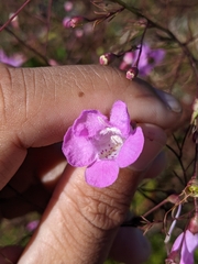 Agalinis filifolia
