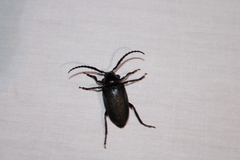 Prionus laticollis
