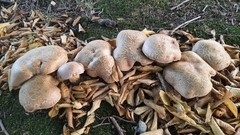 Caloboletus radicans