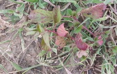 Melochia corchorifolia