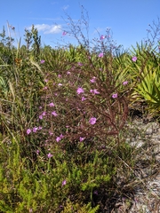 Agalinis filifolia
