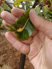 Dryocosmus kuriphilus