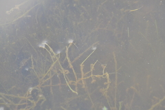 Utricularia resupinata