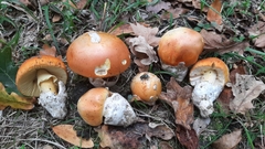 Amanita caesarea