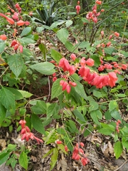 Salvia sessei