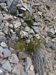 Apocynum androsaemifolium