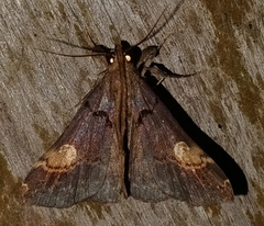 Scopifera lycagusalis