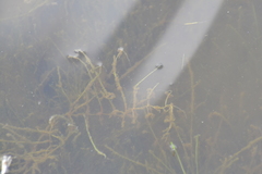 Utricularia resupinata