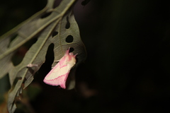 Hyparpax aurora