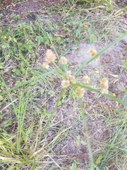 Cyperus entrerianus