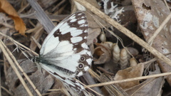 Melanargia lachesis