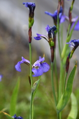 Iris setosa