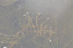 Utricularia resupinata