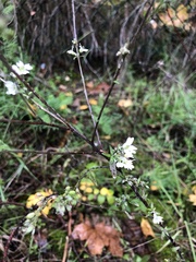 Lepidium graminifolium