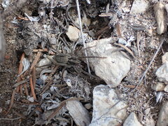 Lycosinae