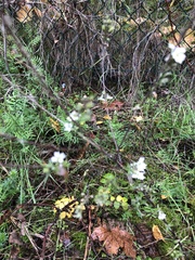 Lepidium graminifolium