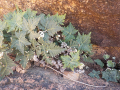 Notholaena standleyi