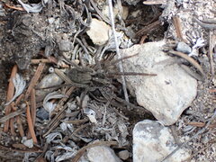 Lycosinae