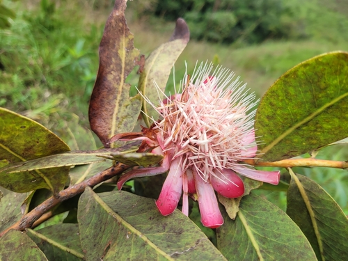 Protea madiensis subsp. occidentalis image