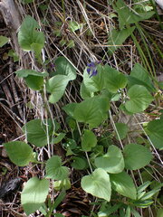 Viola adunca