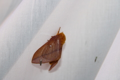 Anisota senatoria
