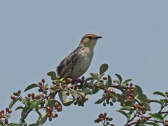 Cisticola tinniens