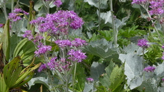 Adenostyles leucophylla