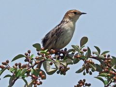 Cisticola tinniens