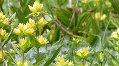 Gentiana burseri villarsii
