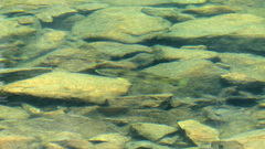 Salmo trutta