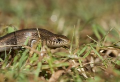 Eutropis