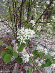 Amelanchier alnifolia